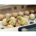Для чого необхідні інкубатори для яєць